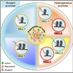 alorzadeh_cellreports2016nov17